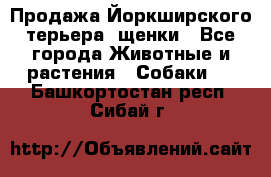 Продажа Йоркширского терьера, щенки - Все города Животные и растения » Собаки   . Башкортостан респ.,Сибай г.